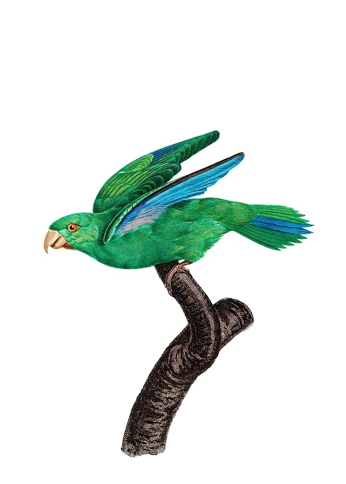 Marigold Parakeet Bird