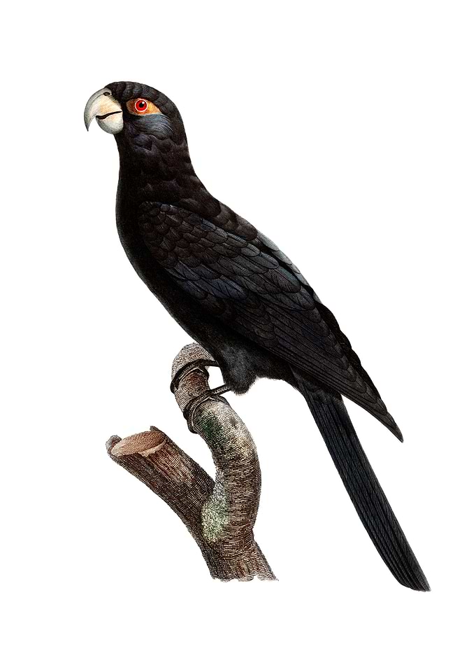 Greater Vasa Parrot Bird