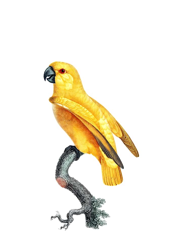 Yellow Senegal Parrot Bird