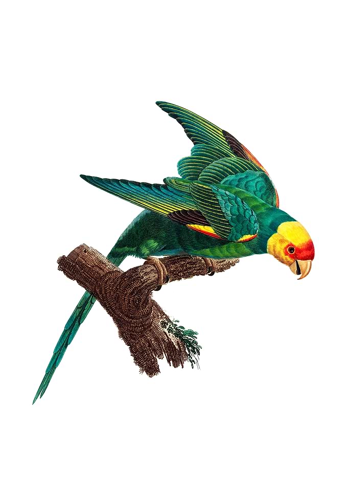 Yellow Crown Parakeet Bird
