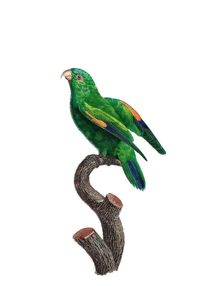 Marigold Lorikeet Bird