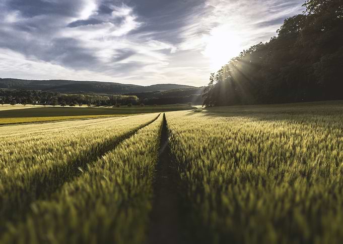 Field