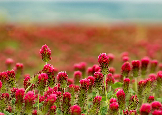 pink flower focus other