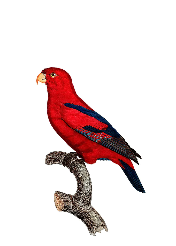 Vintage Red Lory Bird