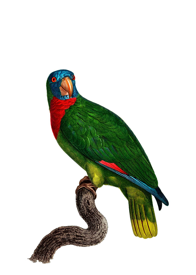 Red Necked Amazon Parrot