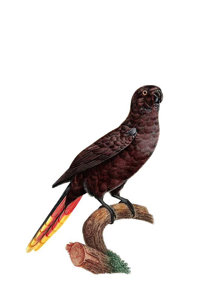 Vintage Black Lory Bird