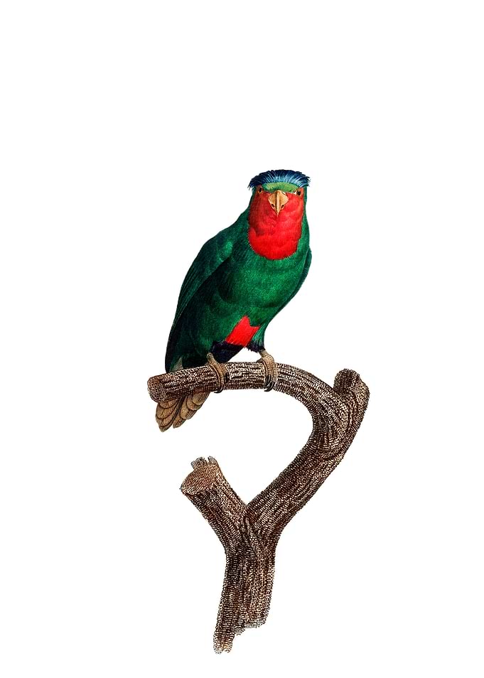 Blue Crowned Lorikeet Bird