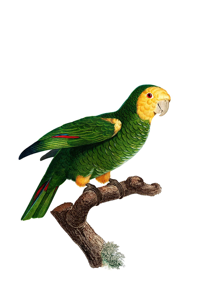 Yellow Shouldered Parrot