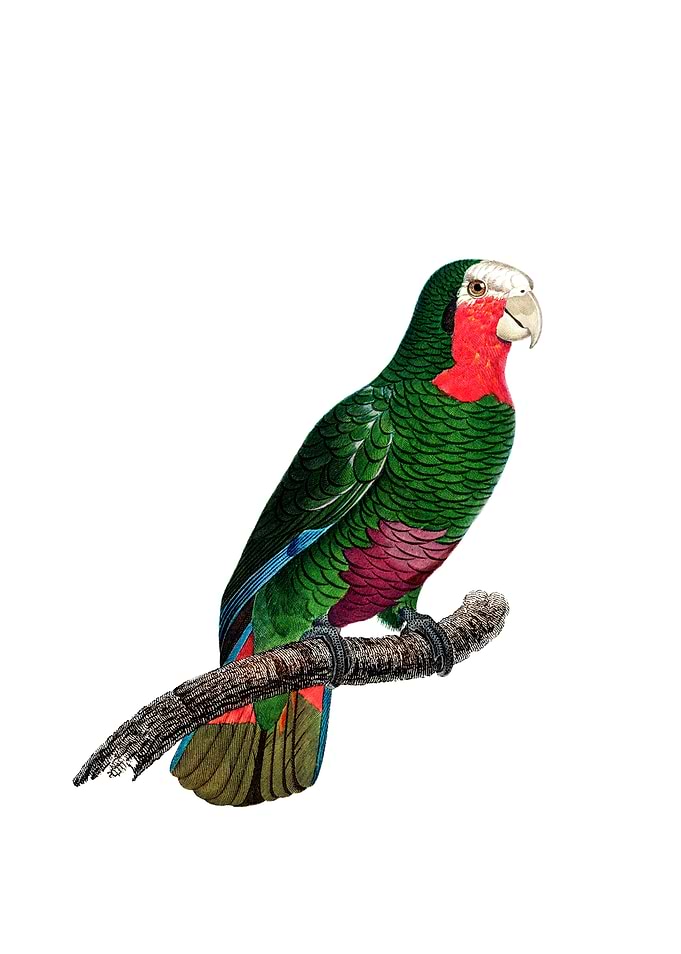 Cuban Amazon Parrot Bird