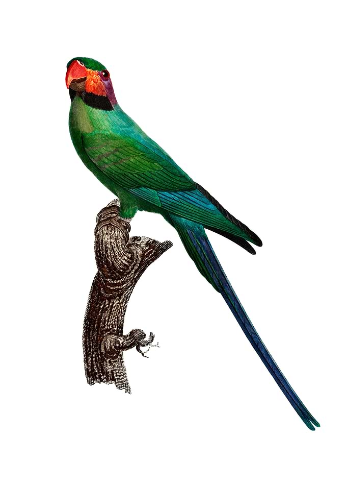 Blossom Headed Parakeet