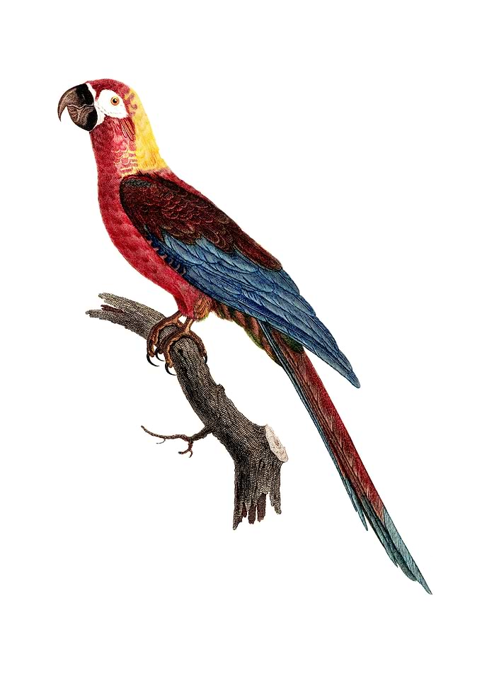Cuban Red Macaw Bird