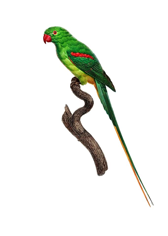 Alexandrine Parrot Bird
