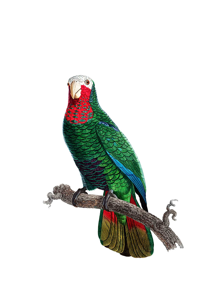 Cuban Amazon Parrot Bird