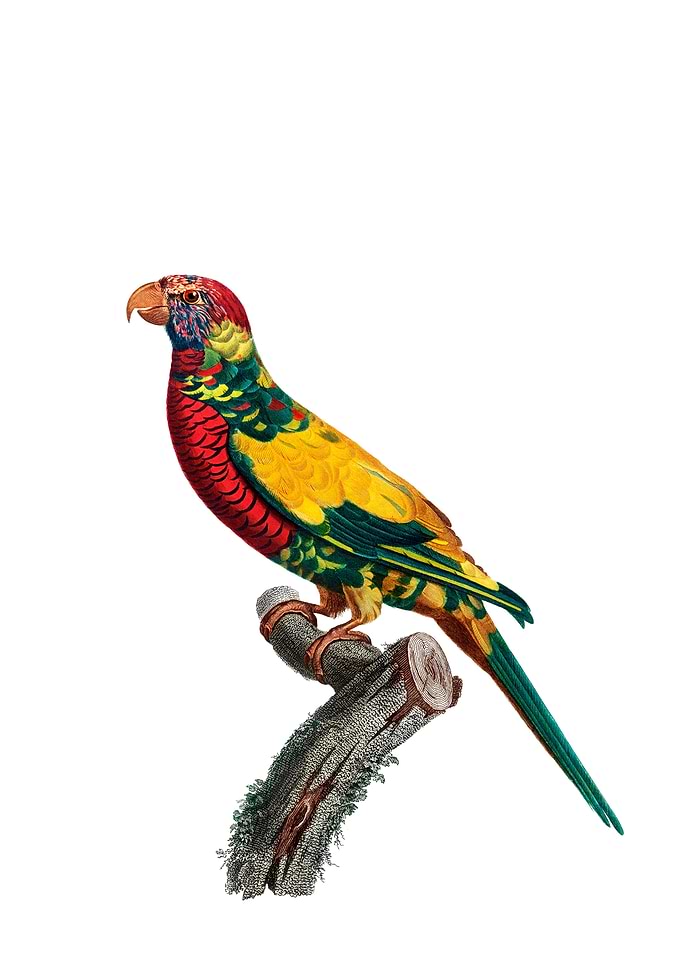Rainbow Lorikeet Bird