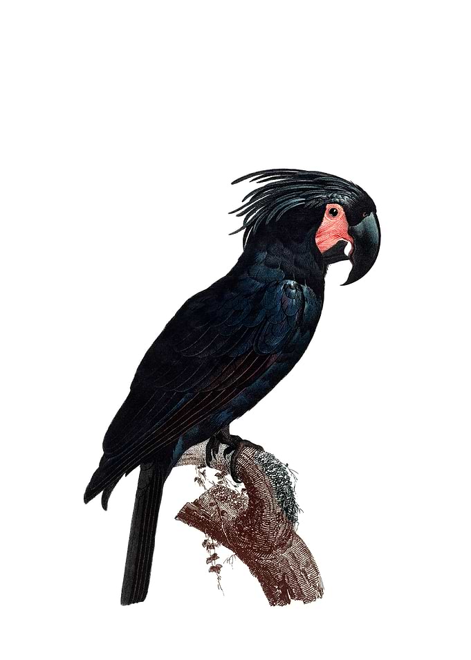 Goliath Palm Cockatoo Bird