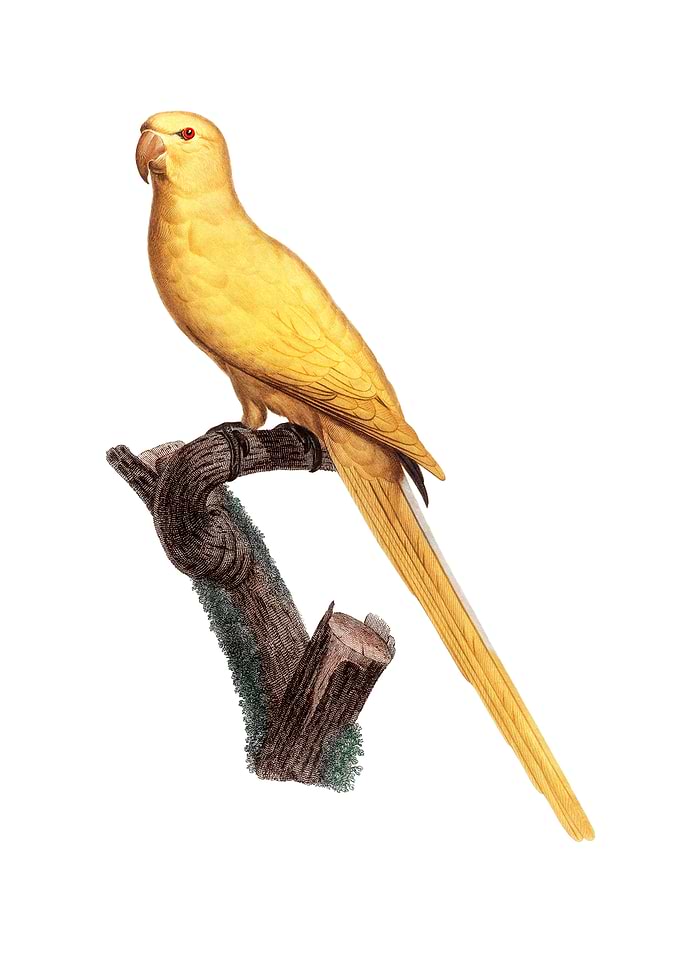 Lutino Parakeet Bird