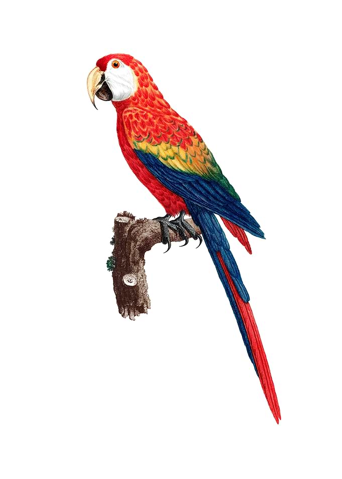 Scarlet Ara Macaw Bird