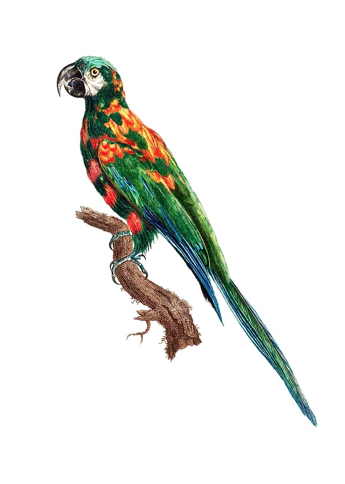 Blue Winged Macaw Bird