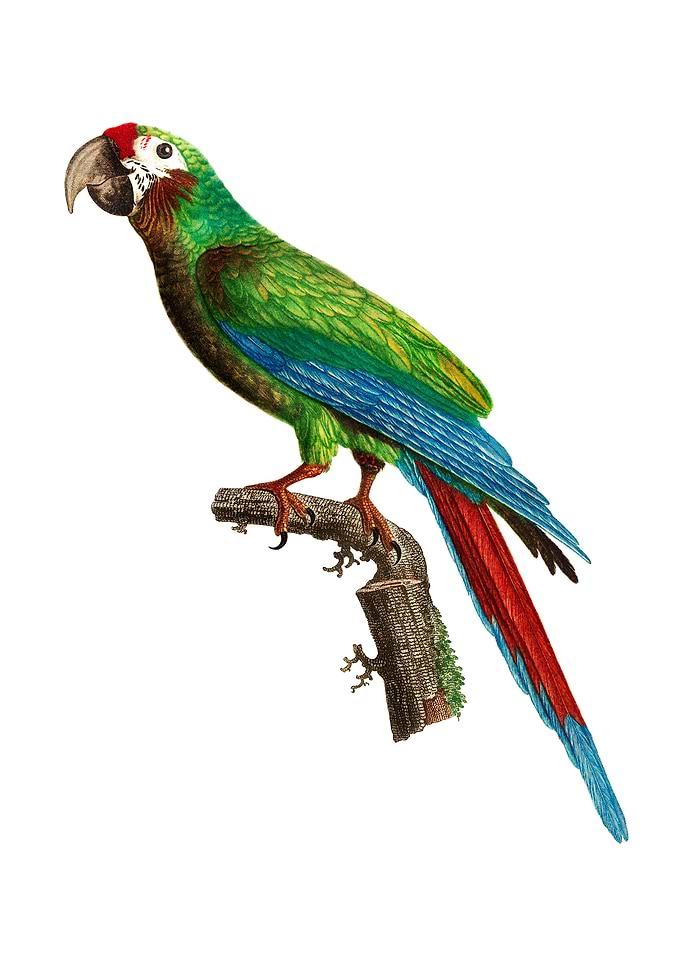 Great Military Macaw Bird