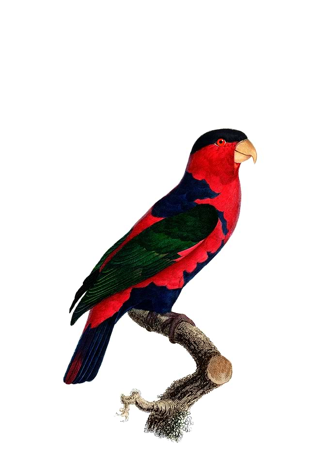 Black Capped Lory Parrot