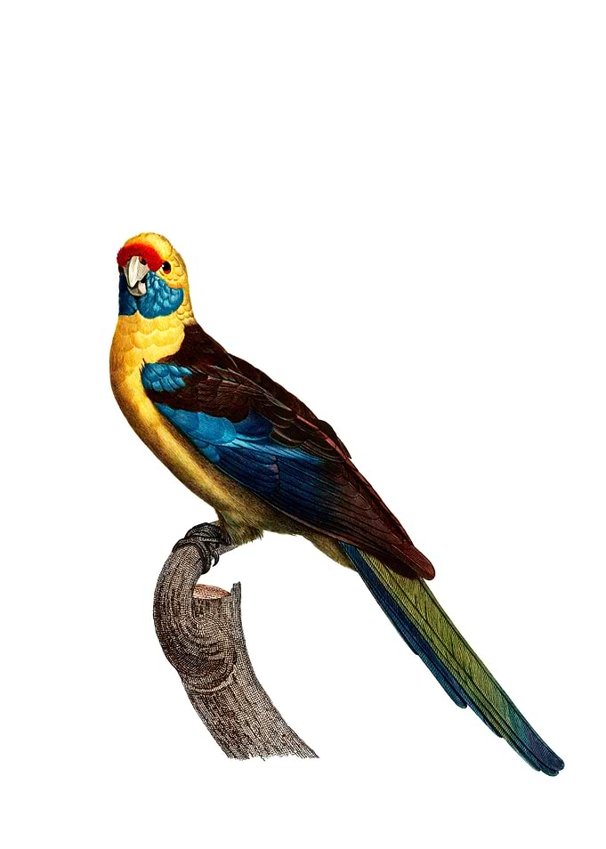 Crimson Rosella Parrot