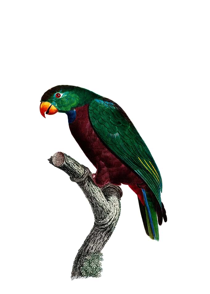 Red Billed Parrot Bird