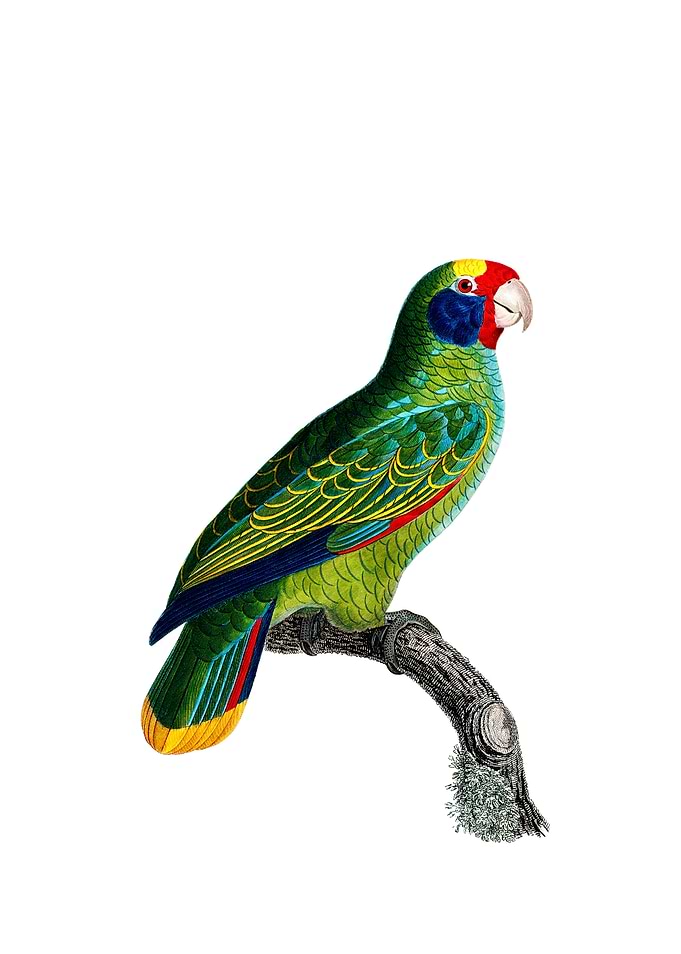 Red And Blue Amazon Parrot