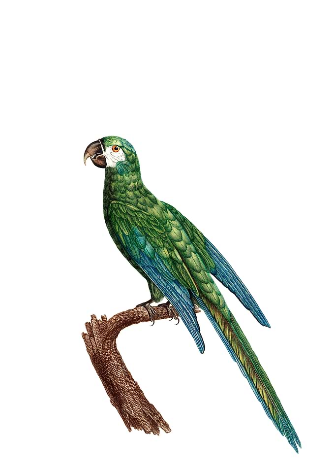 Blue Winged Macaw Bird