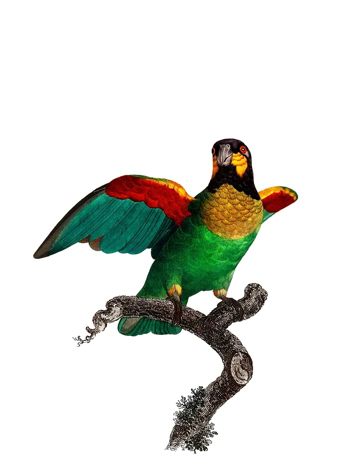 Orange Cheeked Parrot Bird