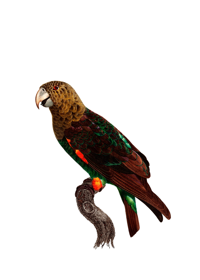 Brown Necked Parrot Bird