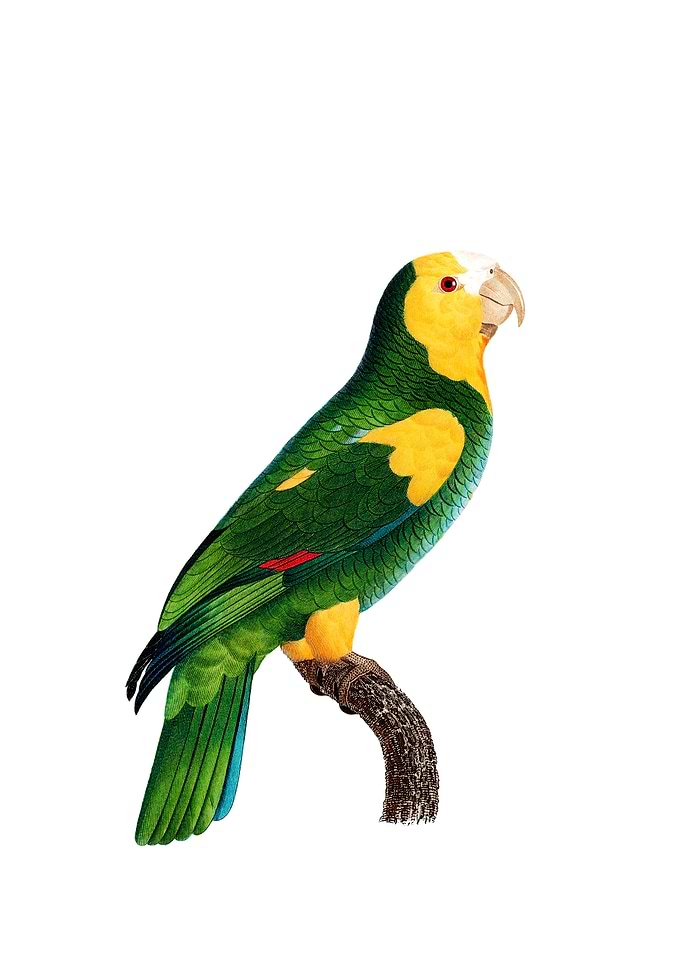 Yellow Shouldered Amazon