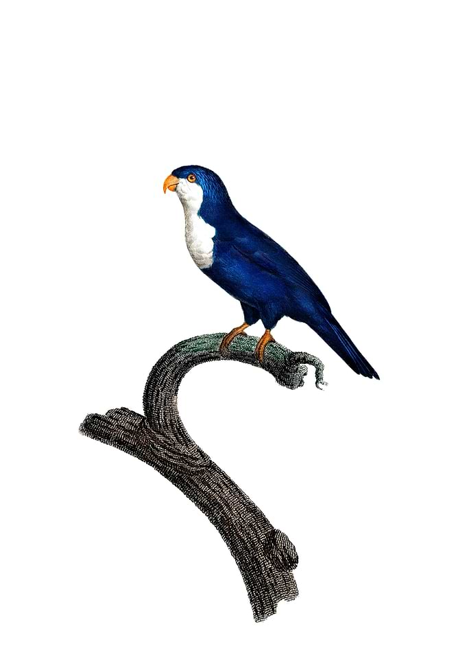 Arimanon Parakeet Bird