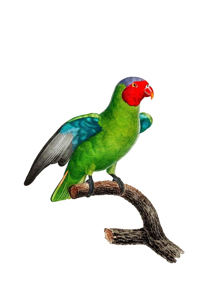 Red Cheeked Parrot Bird