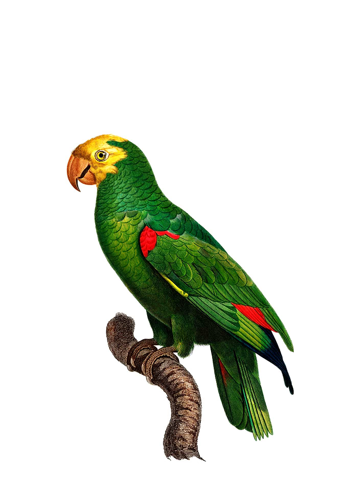 Yellow Crown Amazon Parrot