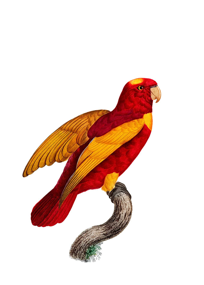 Red And Gold Lory Bird