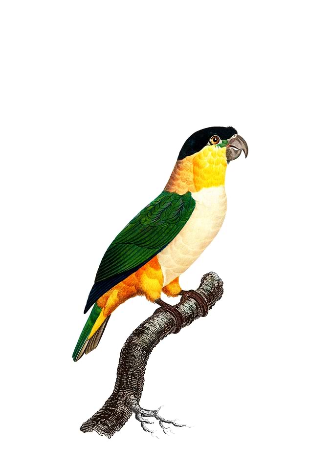 Black Headed Parrot Bird
