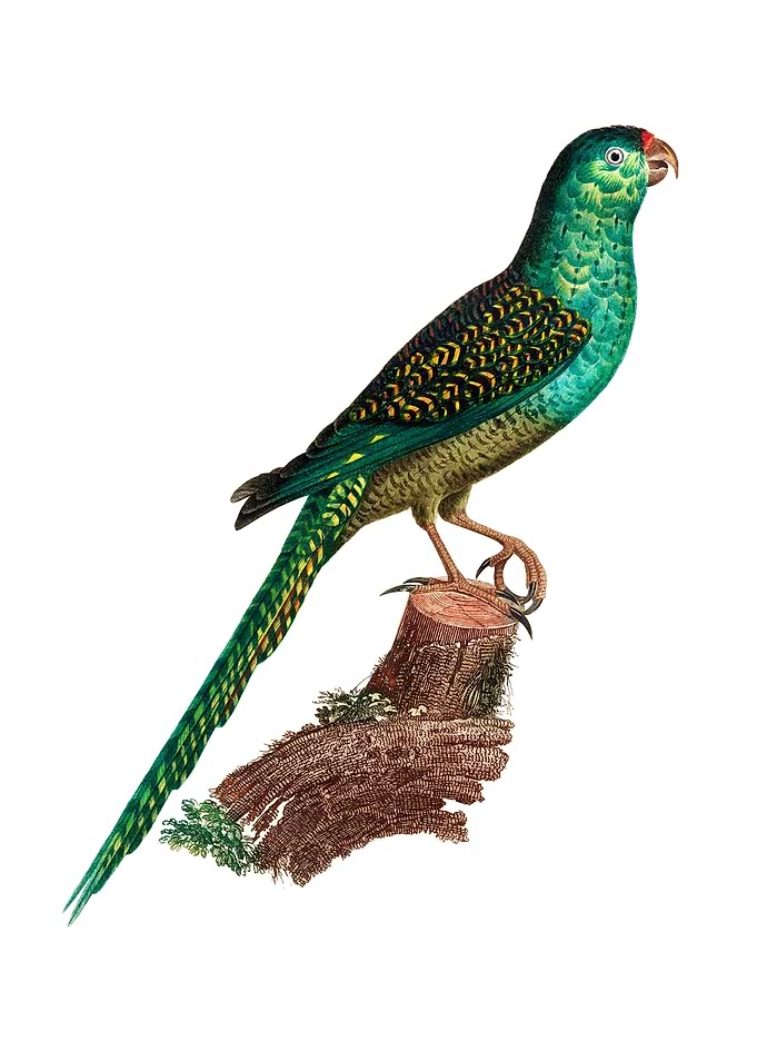 Ingambe Parakeet Bird