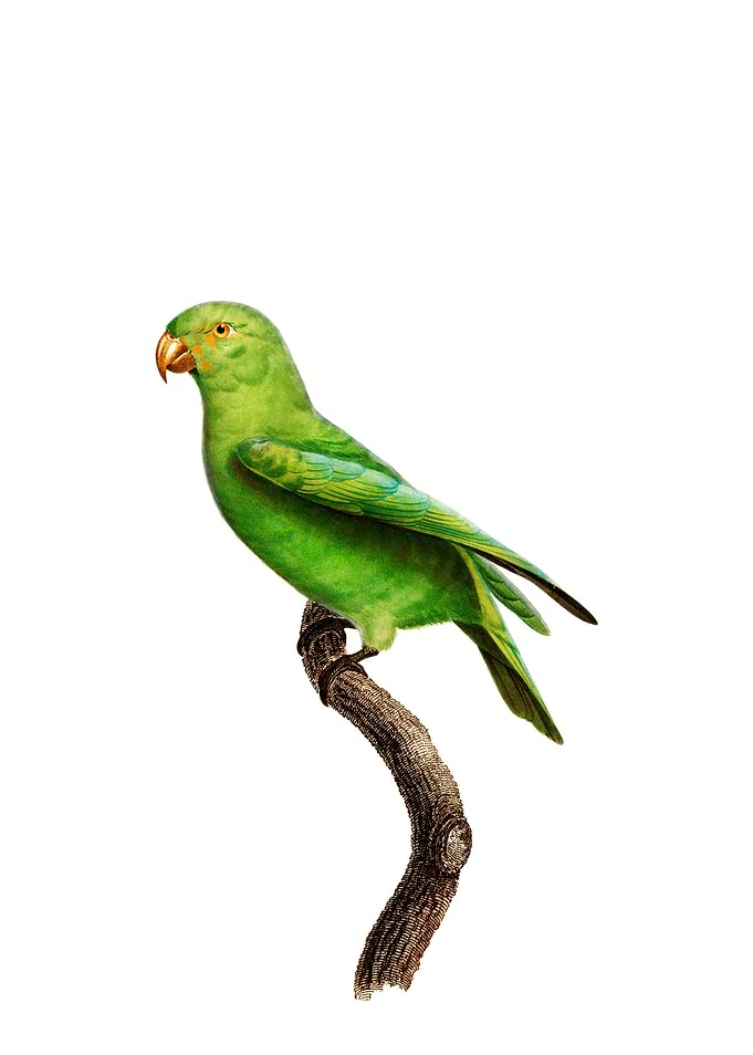 Red Cheeked Parrot Bird