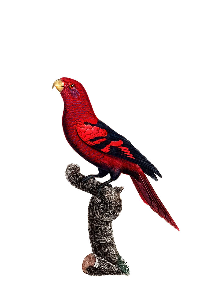 Vintage Violet Necked Lory