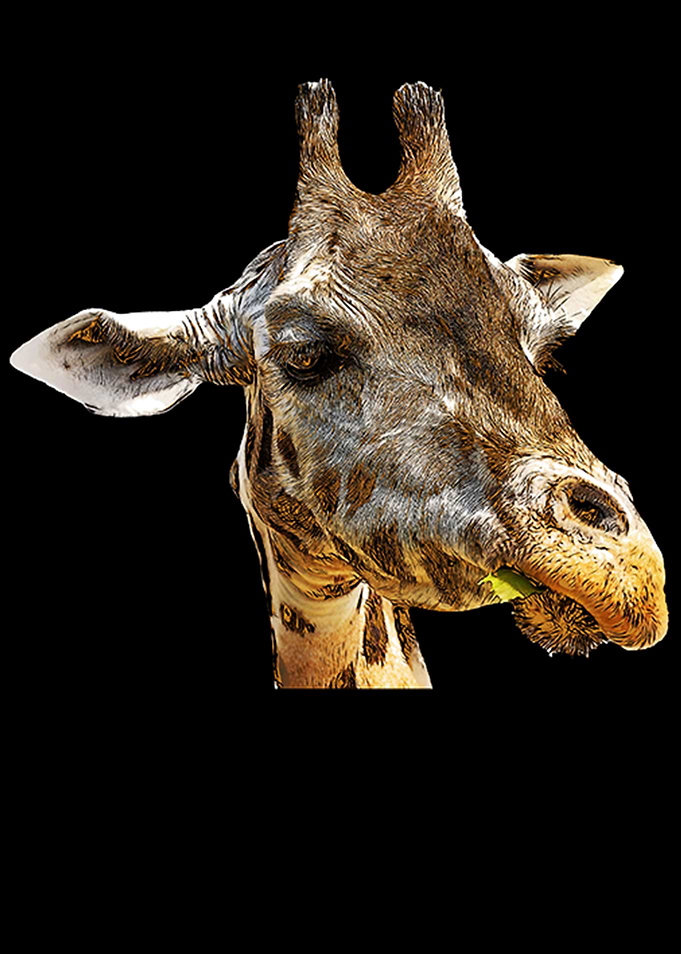 Cute Giraffe