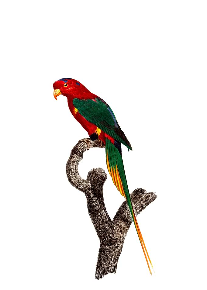 Papuan Lorikeet Bird