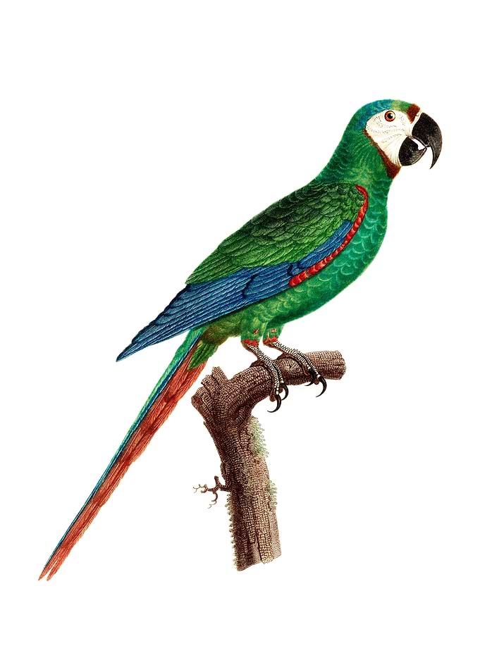Blue Winged Macaw Bird