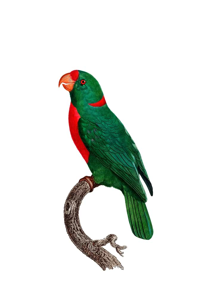 Red Fronted Parrot Bird