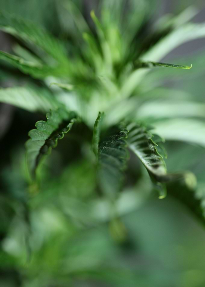 Marihuana plant background