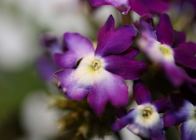 Verbena flower background