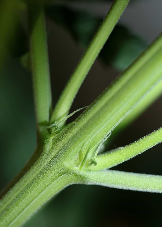Marihuana plant background