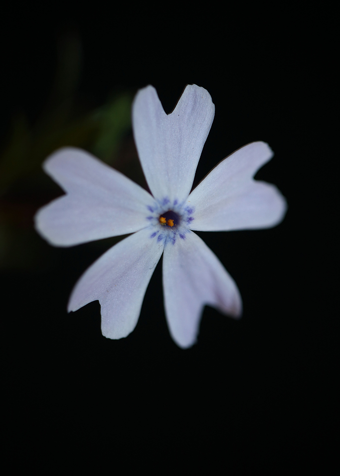 Phlox flower Polemoniaceae