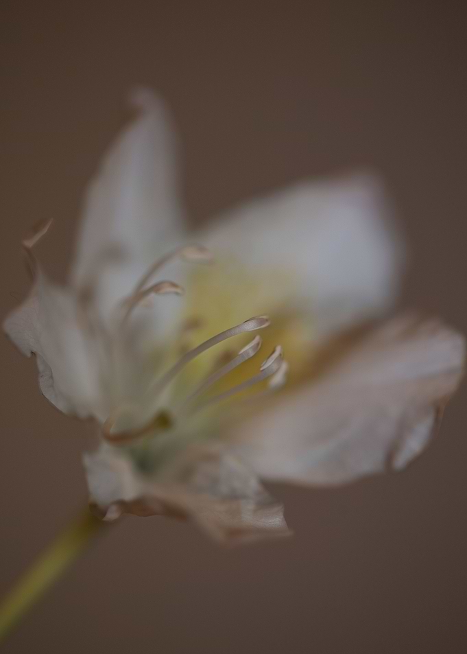 Rhododendron ericaceae
