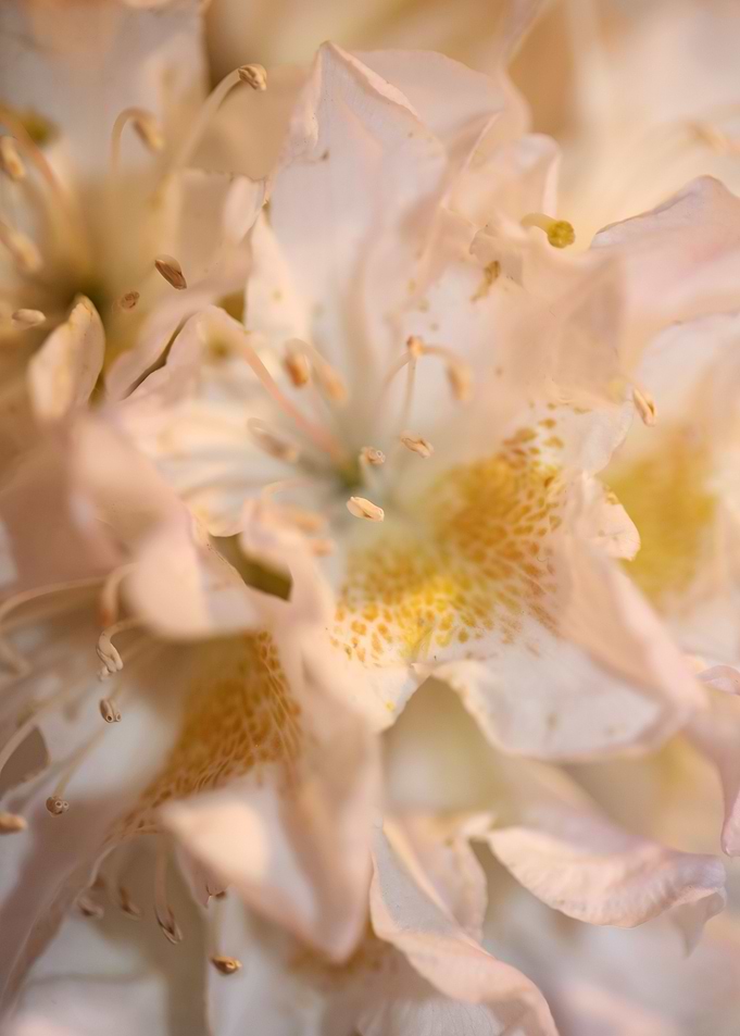 Rhododendron flower macro