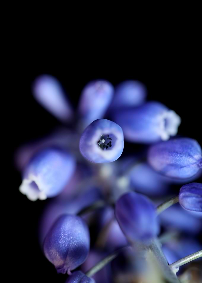 Flower Muscari neglectum